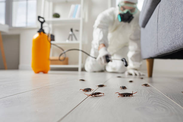 Commercial Rodent Management in Le Grand